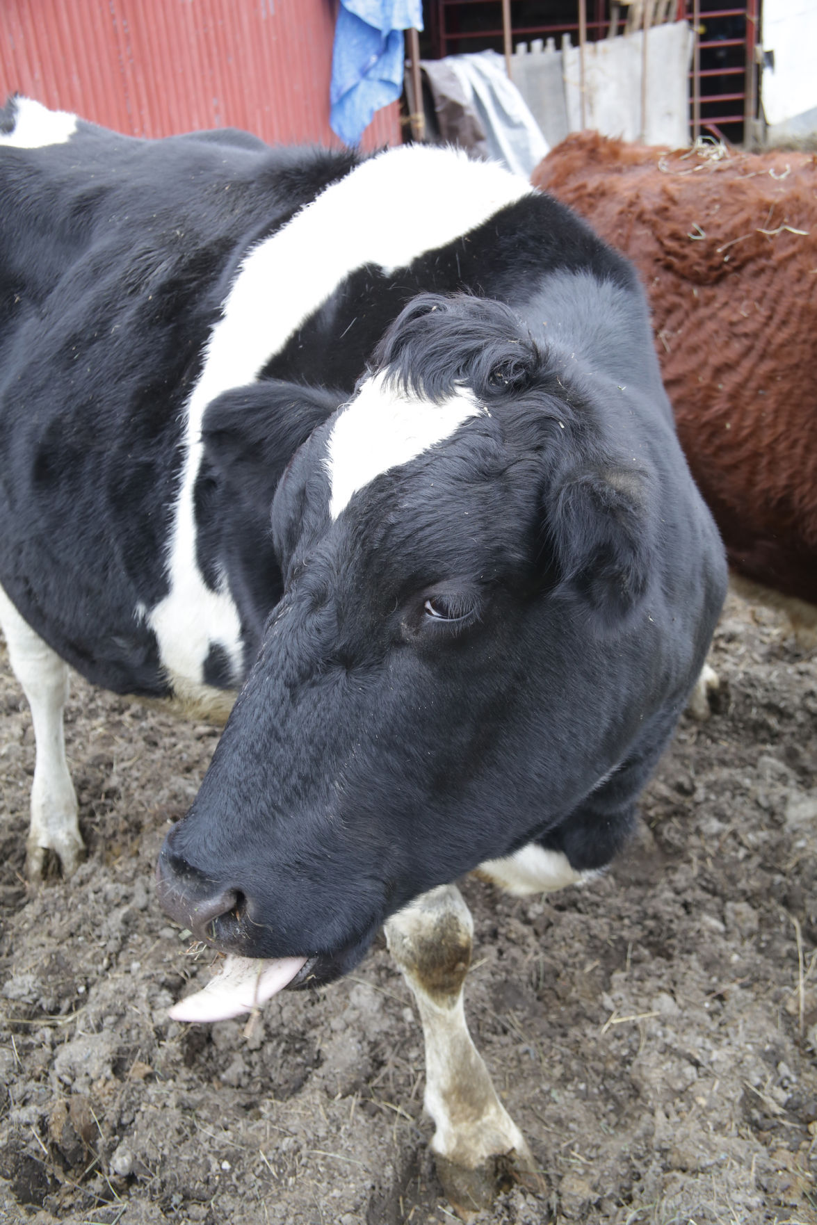 Erin's Farm animal sanctuary